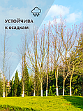 Краска для садовых деревьев 1,25 кг, фото 7