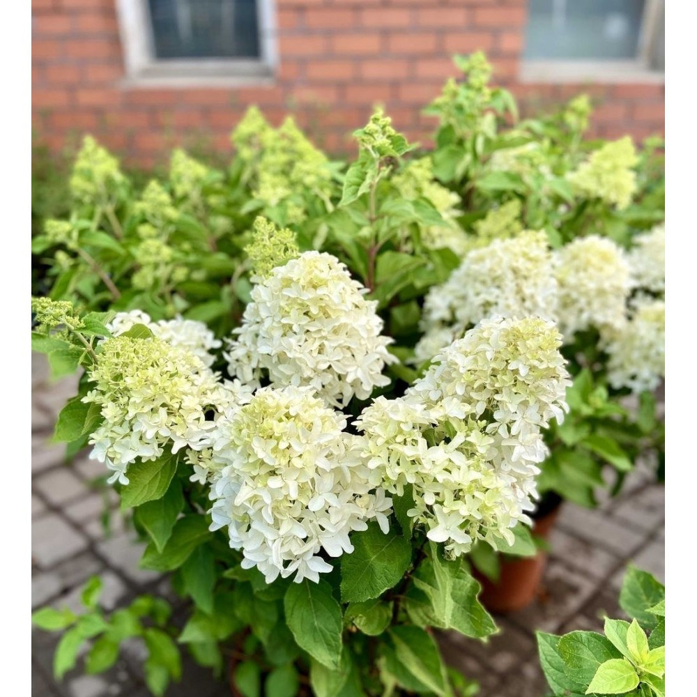 Гортензия метельчатая Паненка