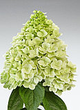 Гортензия метельчатая Паненка, фото 2