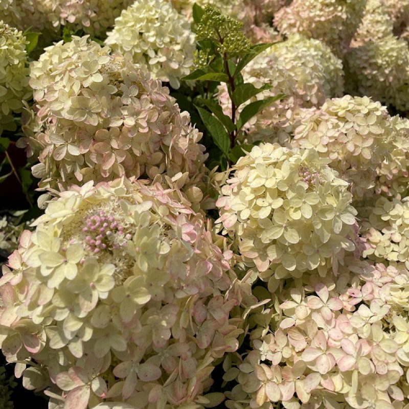 Гортензия метельчатая XS-Лайт