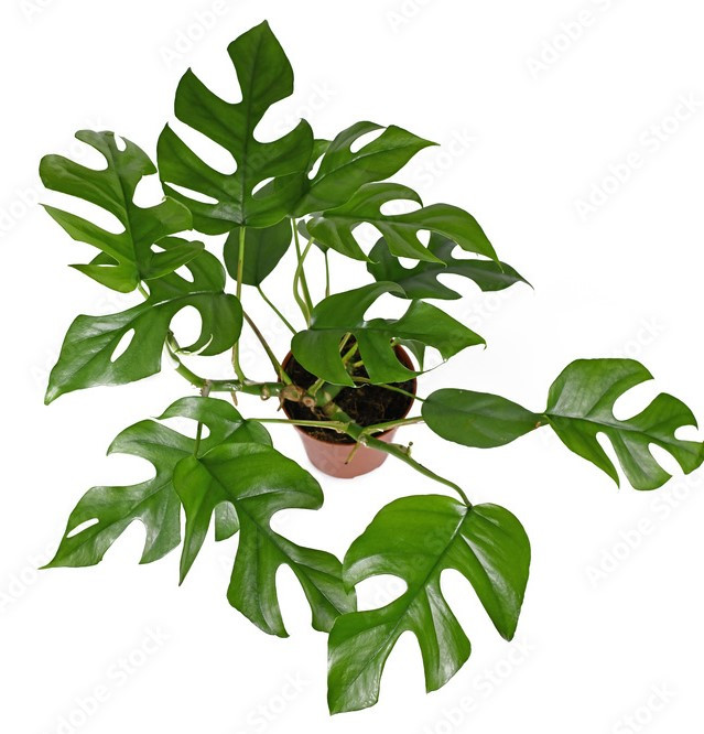 Монстера Минима, мини монстера, рафидофора комнатная [РАЗМЕР, ДИАМЕТР ГОРШКА - ВЫСОТА: L, Д15  -100 СМ ]