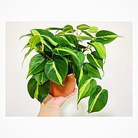 Филодендрон цветной Бразилия Brasil комнатный