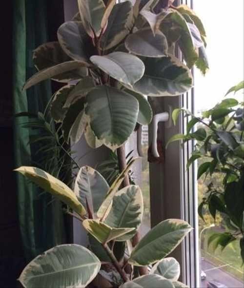 Фикус эластика Робуста Бэйлис