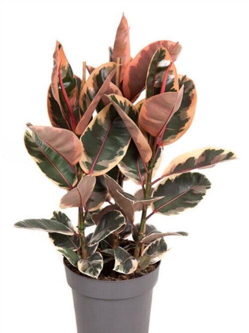 Фикус эластика Робуста Бэйлис [Высота 70см,: ТРИ РАСТЕНИЯ В ГОРШКЕ Д21СМ]