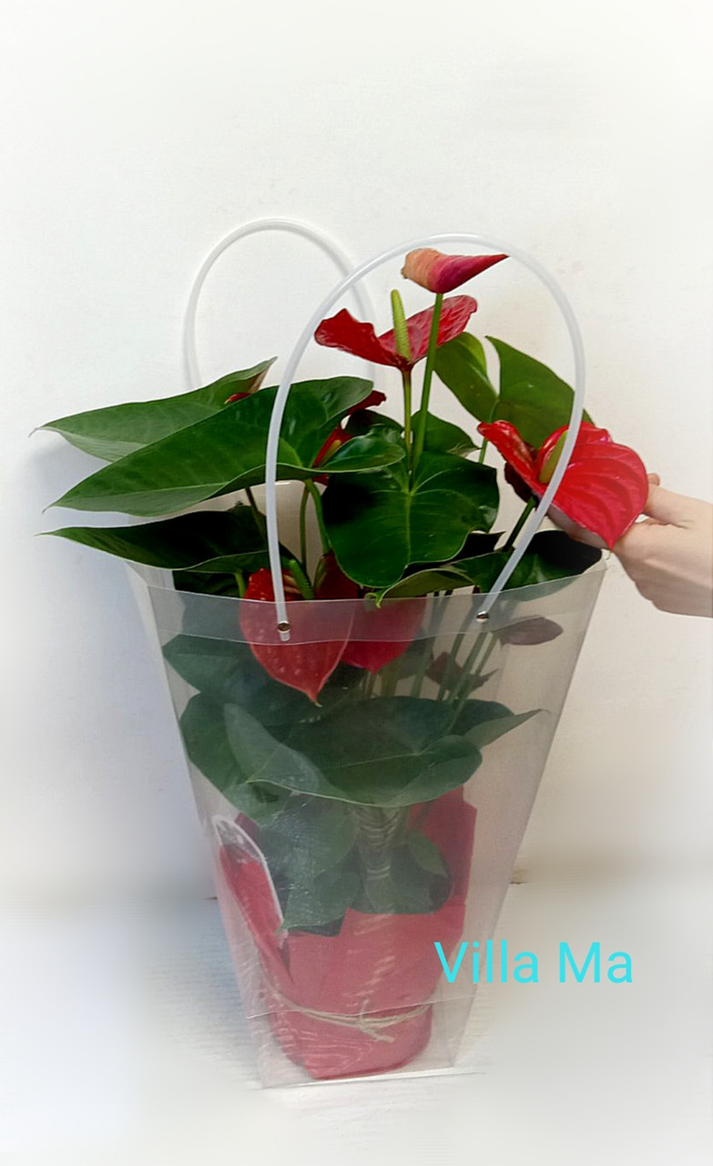 Букет Антуриум