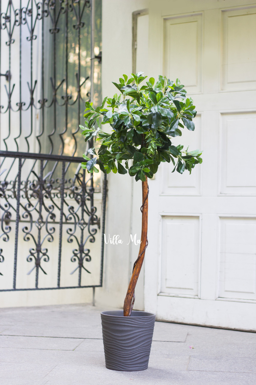 Фикус Нитида на штамбе 135см искусств.