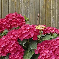 Гортензия крупнолистная Ред Булл (Red Bull) (С10)