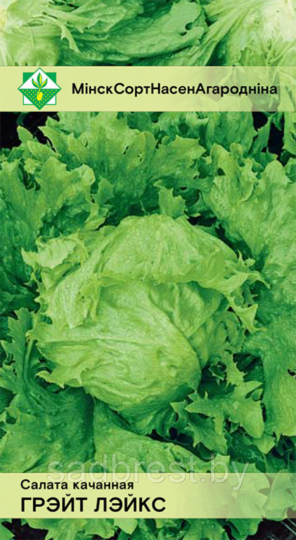 Семена Салат кочанный айсберг Грейт лейкс (0,5 гр) МССО
