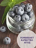 Удобрение "Белвито Голубика", 950 мл   "Азотхимфортис" РБ, фото 5