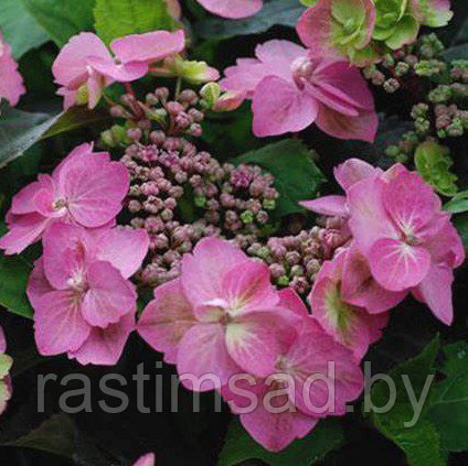 Гортензия Cotton Candy ( Коттон Кэнди)