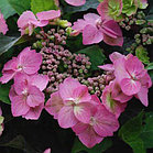 Гортензия Cotton Candy ( Коттон Кэнди), фото 2