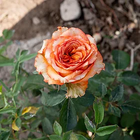 Роза чайно-гибридная Каралуна