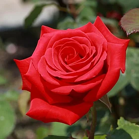 Роза чайно-гибридная Лидка