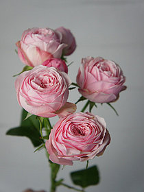 Роза чайно-гибридная Мэнсфилд Пинк