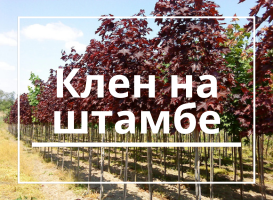 Клен на штамбе