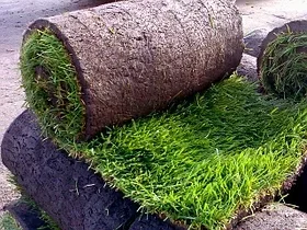 Преимущества рулонного газона
