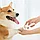 Триммер для когтей домашних животных Pawbby Pet Electric Nail Sharpener (MG-NG001A), фото 5