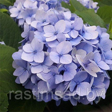 Гортензия крупнолистная Nikko Blue ( Никко Блю)