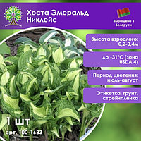 Хоста Эмеральд Никлейс