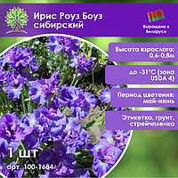 Ирис Роуз Боуз сибирский