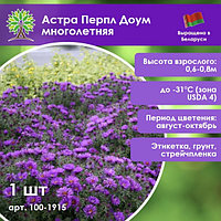 Астра новоанглийская Перпл Дом многолетняя (корневище из семян)