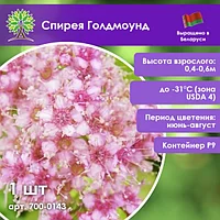Спирея Голдмоунд (черенки для укоренения)