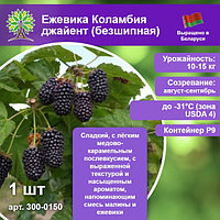 Ежевика Коламбия джайент (безшипная)