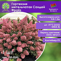 Гортензия метельчатая Сандей Фрайз