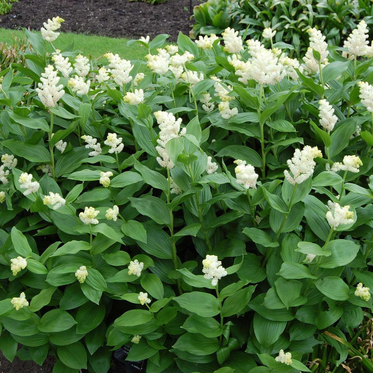 Смилацина кистевидная (Smilacina racemosa), Р13