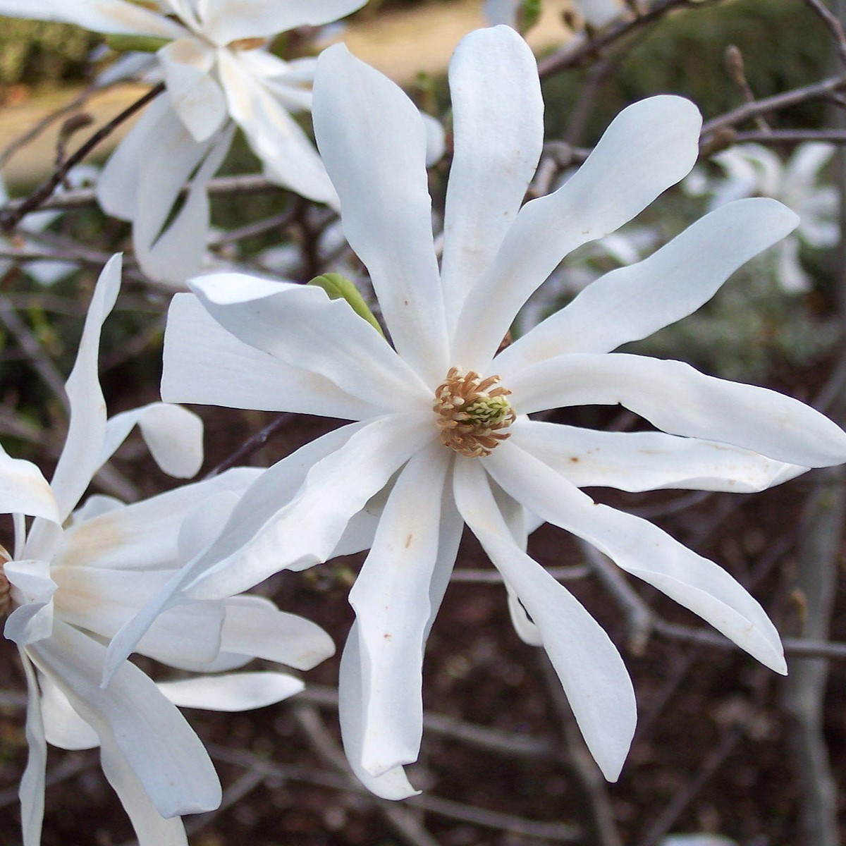 Магнолия звездчатая (Magnolia stellata), С5