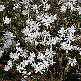 Магнолия звездчатая (Magnolia stellata), С5, фото 2