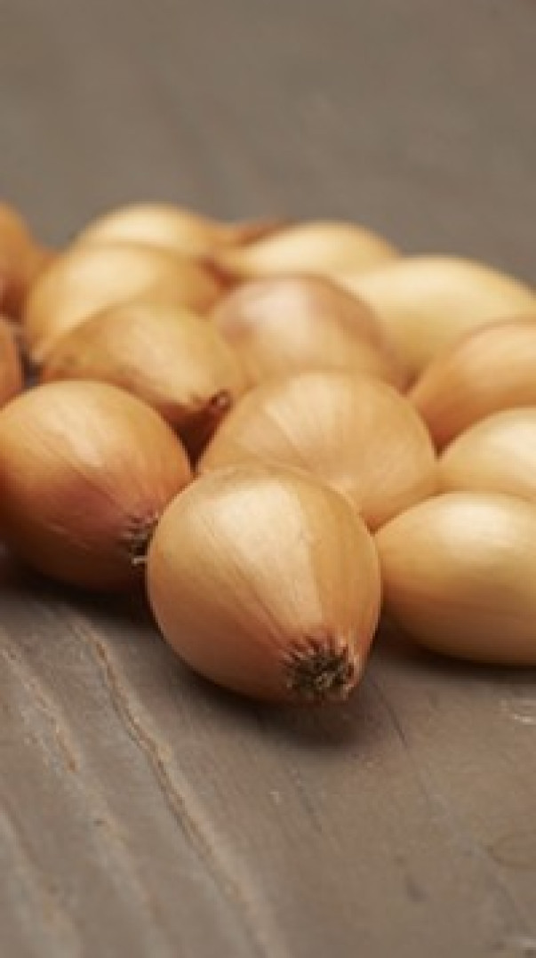 Лук севок Стурон (21-24мм) выборок Нидерланды