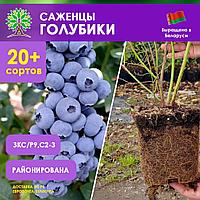 Голубика садовая - саженцы из питомника