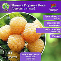 Малина - саженцы из питомника
