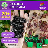 Ежевика - саженцы из питомника