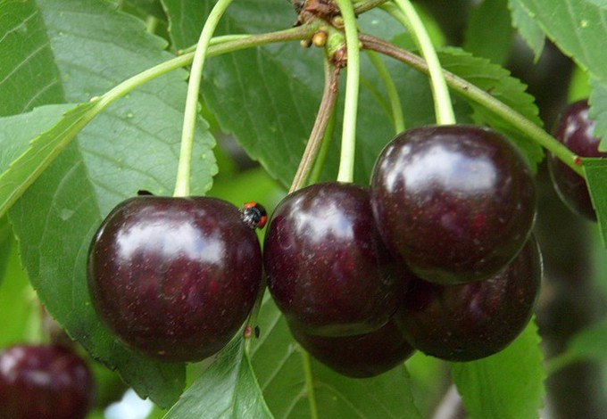 Сюбаровская (Черешня)