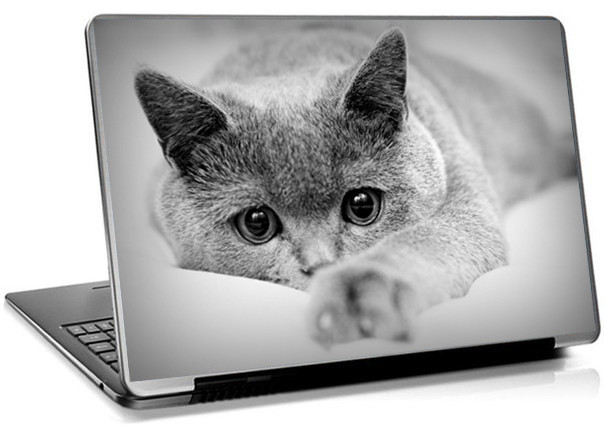 Наклейка на ноутбук «Серый британский котенок»