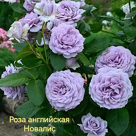 Роза ШТАМБОВАЯ!!! Новалис