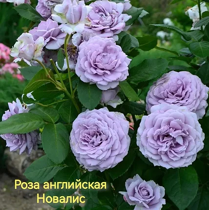 Роза ШТАМБОВАЯ!!! Новалис, фото 2