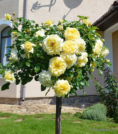 Роза ШТАМБОВАЯ!!! Пилигрим горшок 10л., фото 2