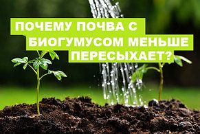 Почему почва с биогумусом меньше пересыхает?