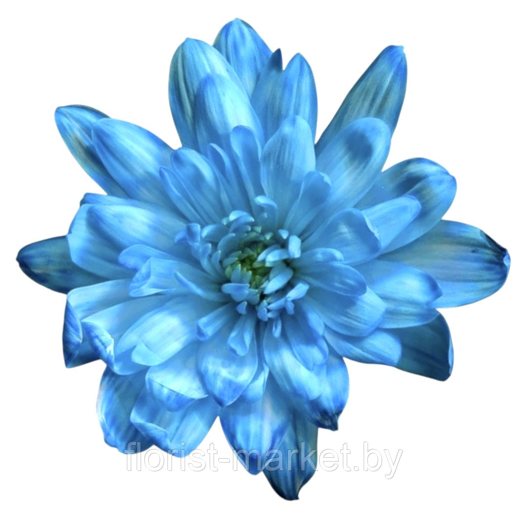 Краска для живых цветов, голубой, 300 мл, № 21