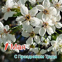 С Первомаем! С Днем труда!