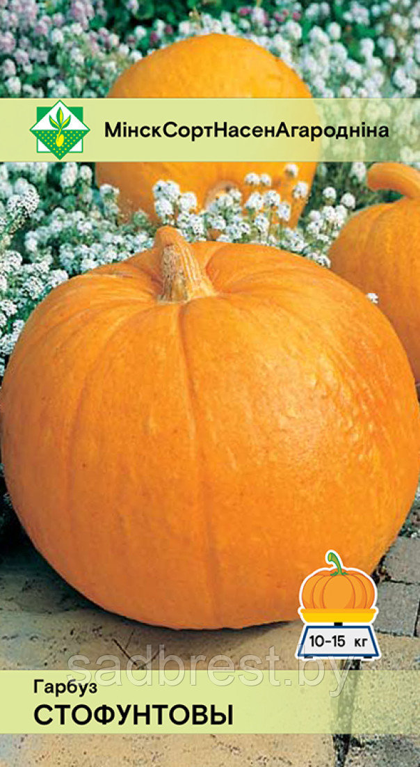 Семена Тыква Стофунтовая (10 шт) МССО