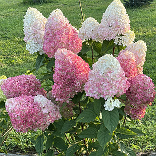 Гортензия метельчатая Pink & Rose (Пинк энд Роуз)