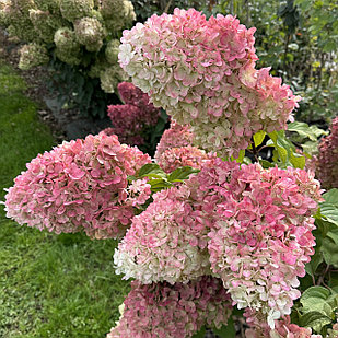 Гортензия метельчатая Краса Лесково