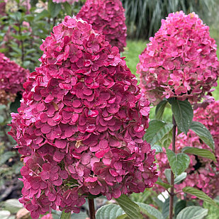 Гортензия метельчатая Самарская Лидия (Framboisine)