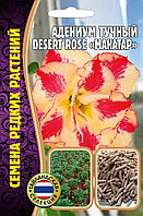 Адениум Mahatap 3 шт. Тайланд