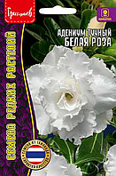 Адениум Белая Роза 3 шт. Тайланд