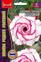 Адениум Гвоздики 3 шт. Тайланд